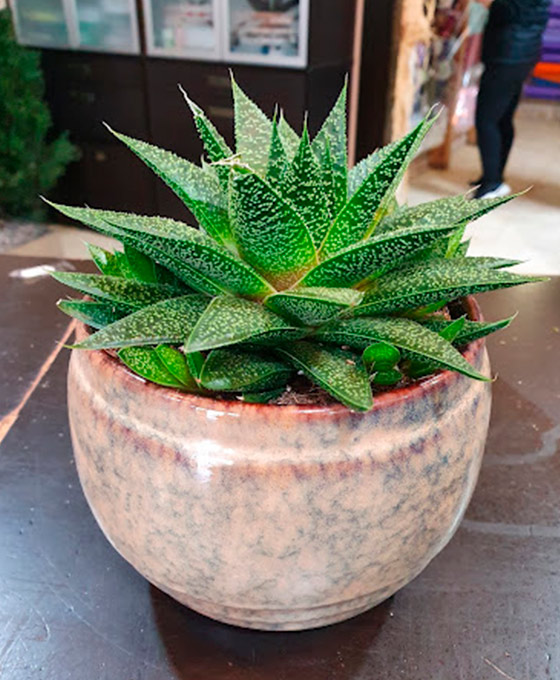 Plantas de decoración en la Bañeza